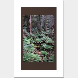 Tree ferns on forest floor. Posters and Art